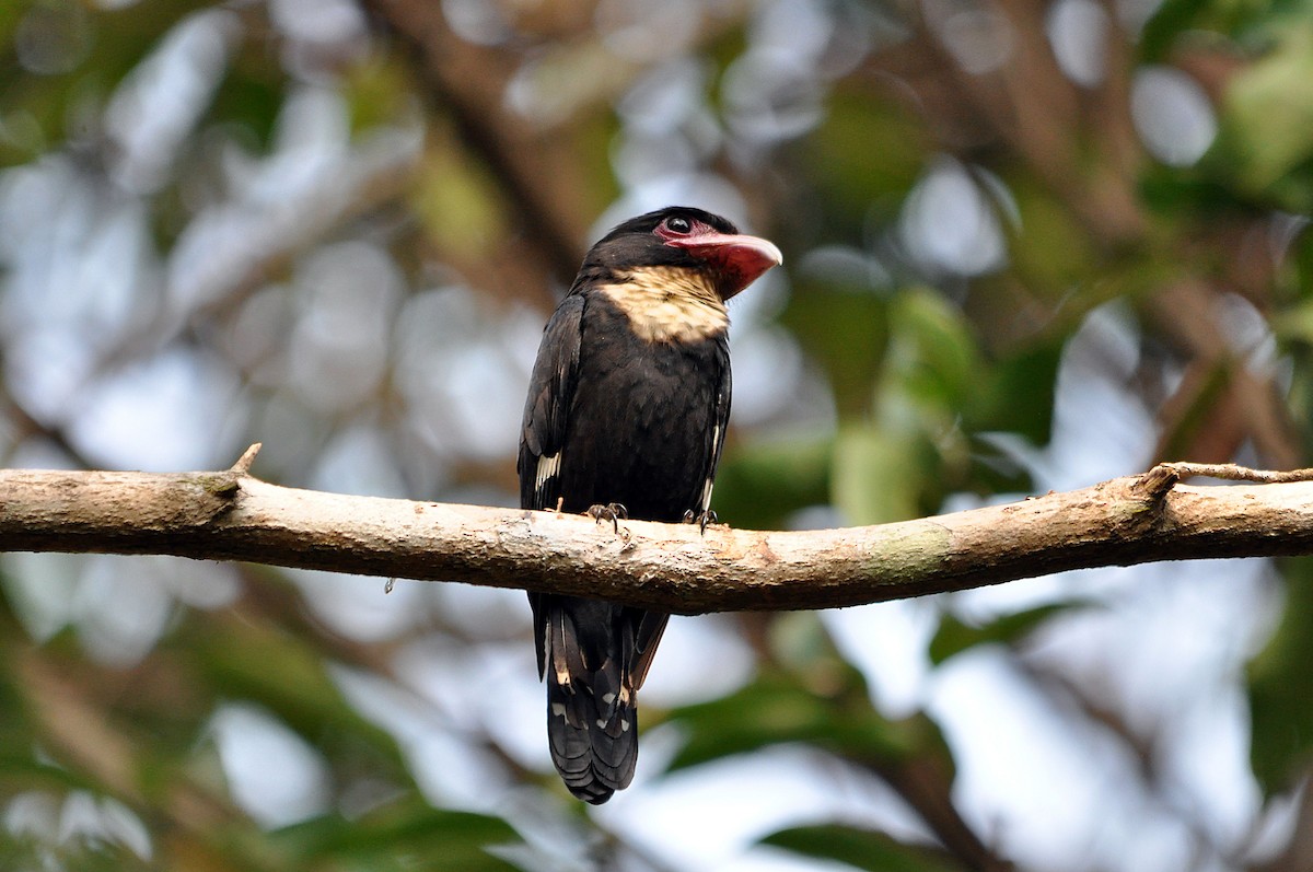 Dusky Broadbill - ML419572671