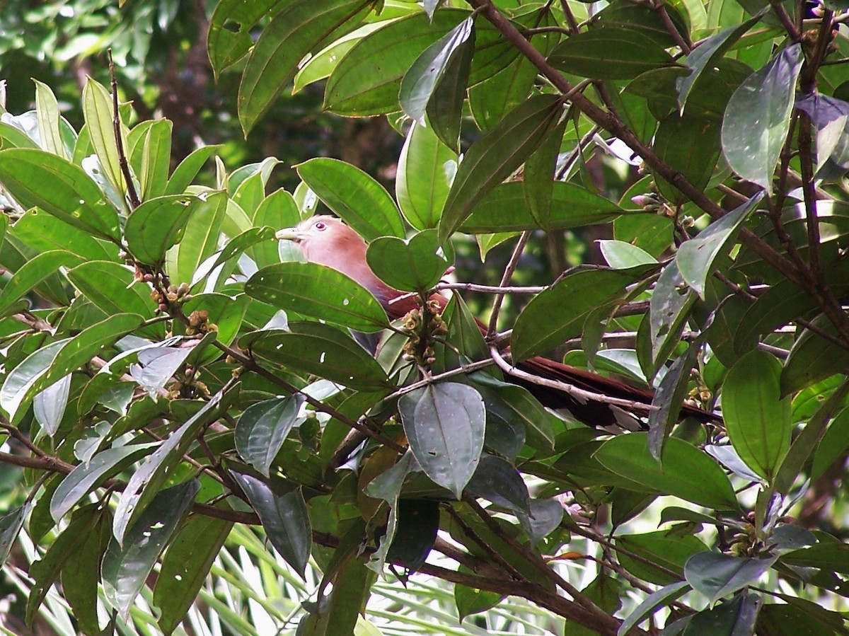 Cuco Ardilla Común - ML41957271