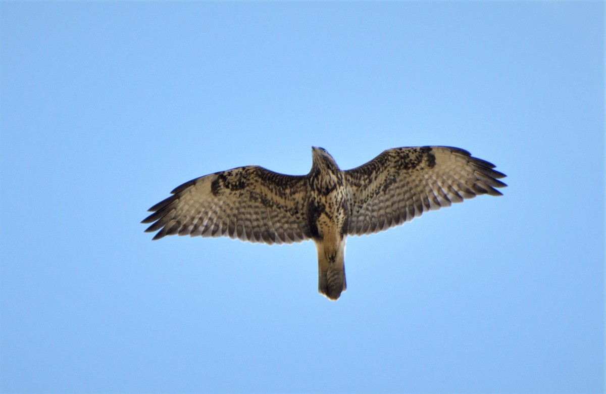 Common Buzzard (Western) - ML419573971