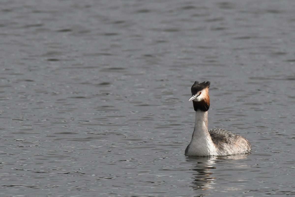 Great Crested Grebe - ML419575921