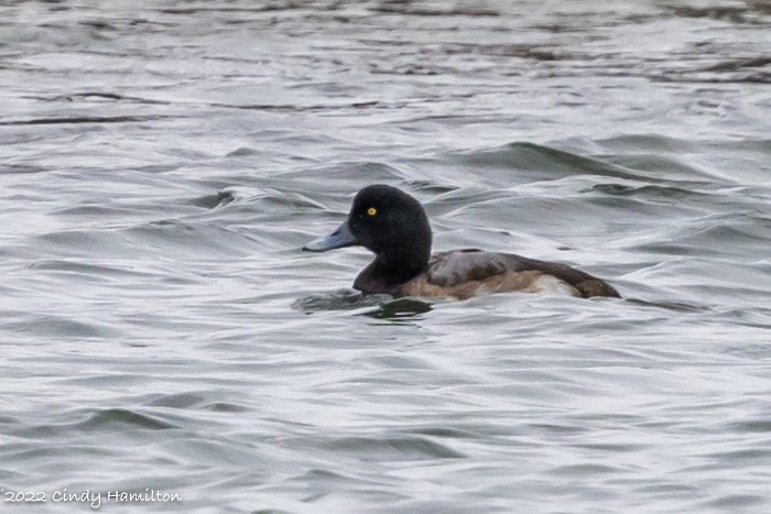 Greater Scaup - Cindy Hamilton