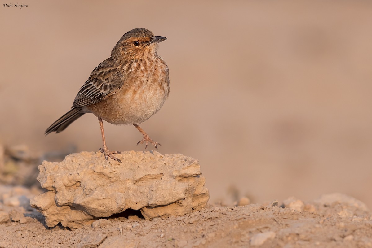 Pink-breasted Lark - ML419576441