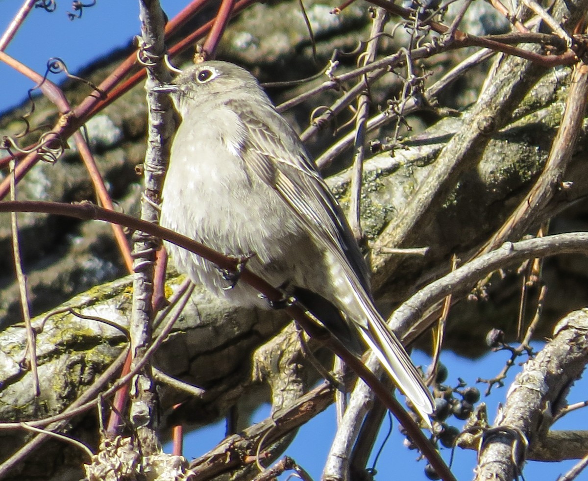 Townsend's Solitaire - ML419576721