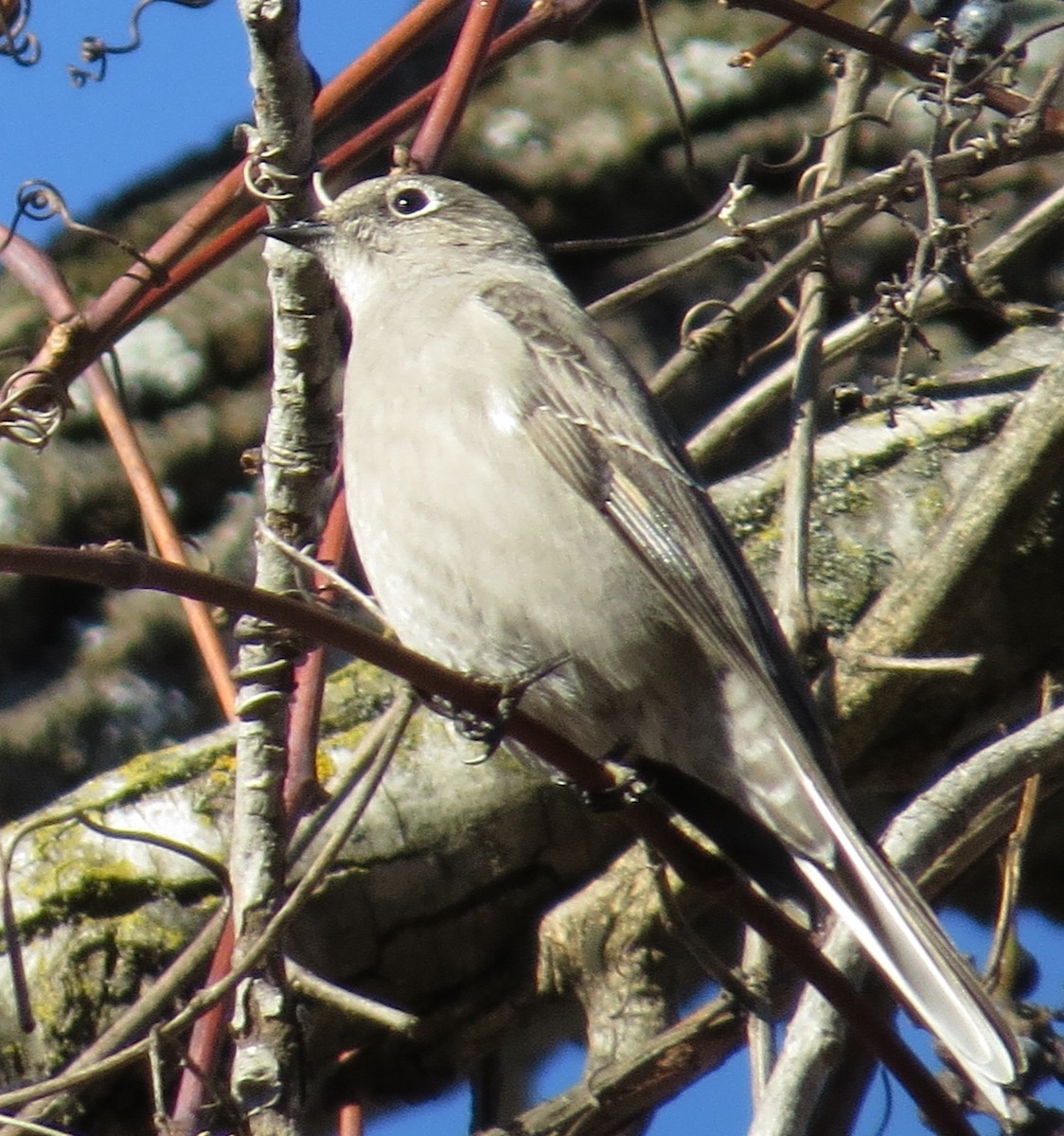 Townsend's Solitaire - ML419576761