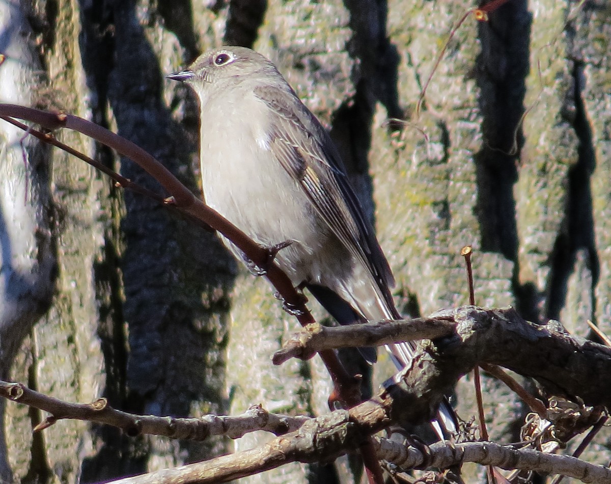 Townsend's Solitaire - ML419576841