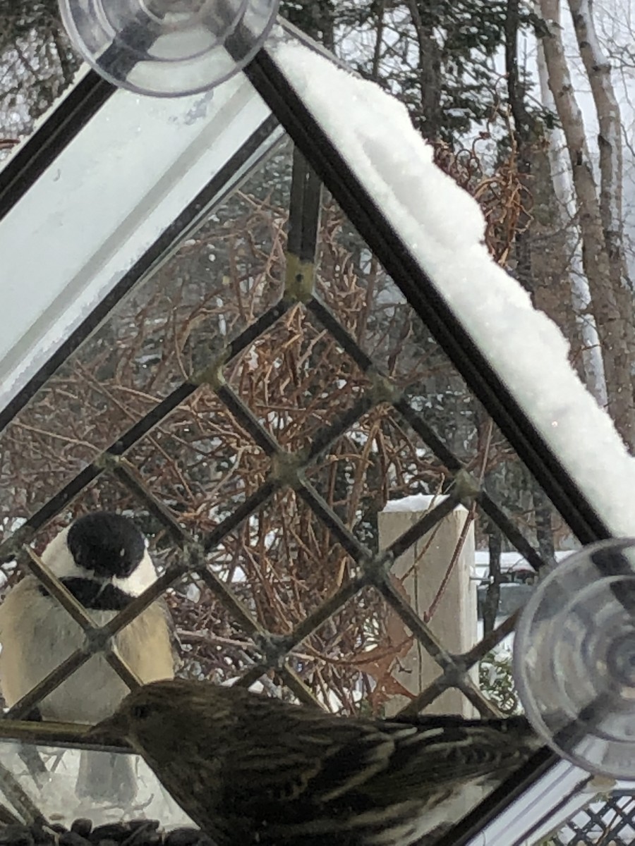 Mésange à tête noire - ML419577131