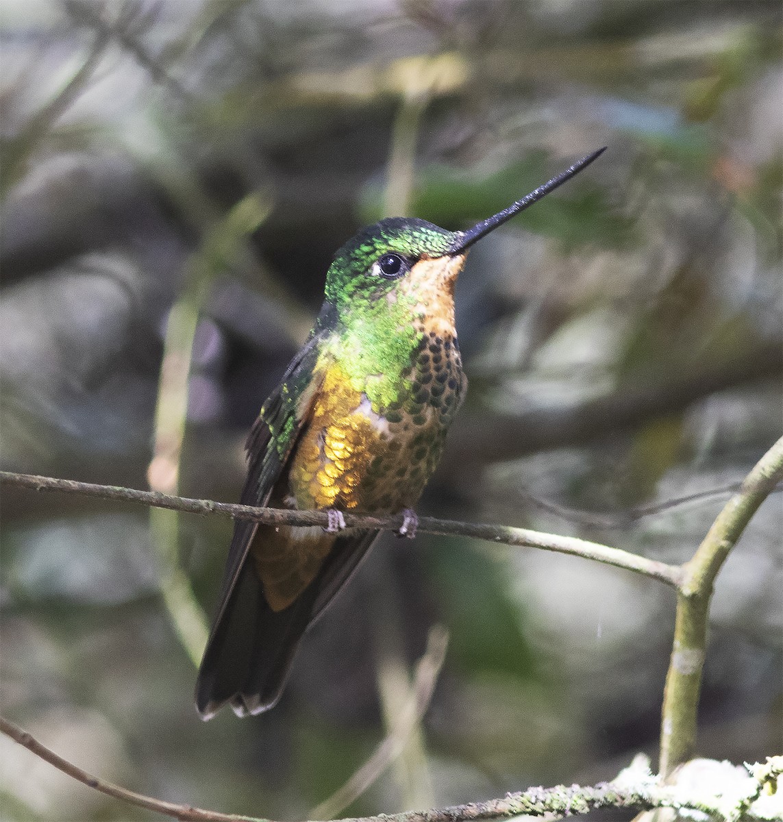 Golden-bellied Starfrontlet - ML419577201