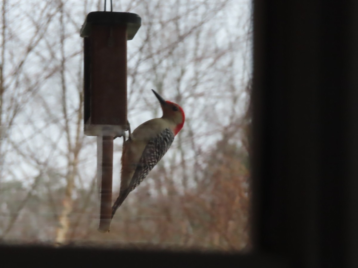 Red-bellied Woodpecker - ML419577301