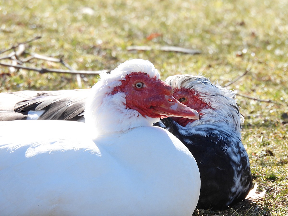 Muscovy Duck (Domestic type) - Roseanna Denton