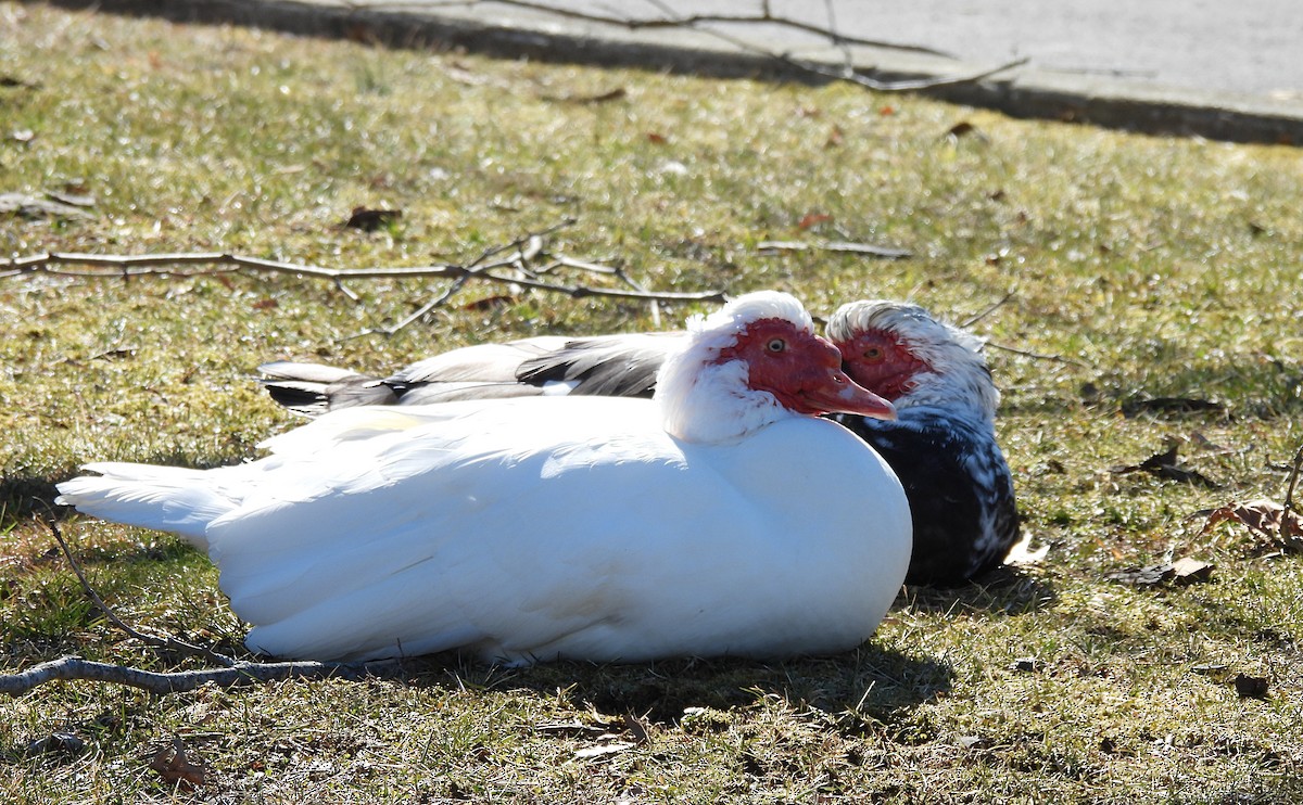 Muscovy Duck (Domestic type) - ML419578681