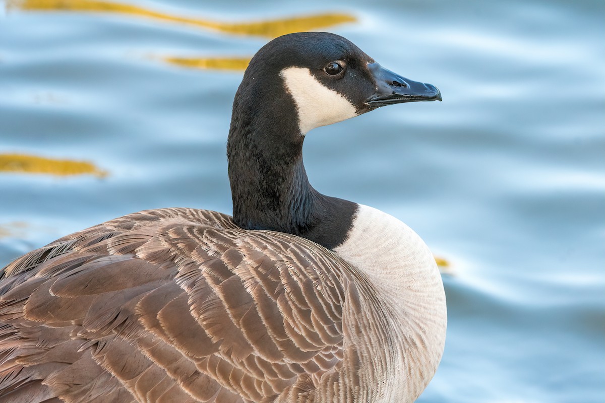 Canada Goose - ML419579111