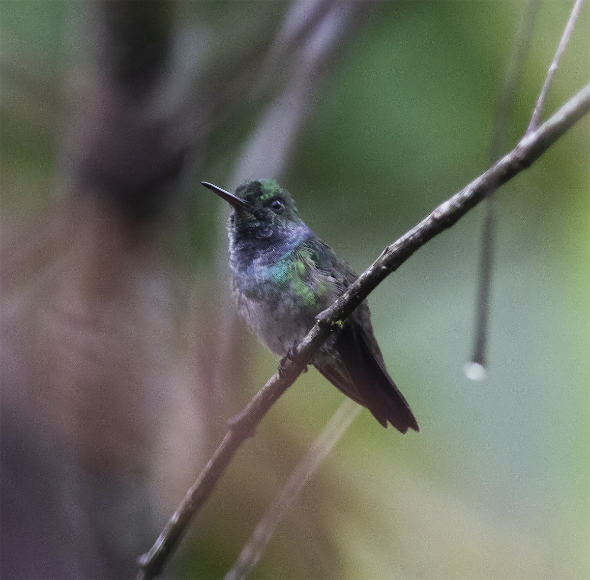 Blue-chested Hummingbird - Gary Rosenberg