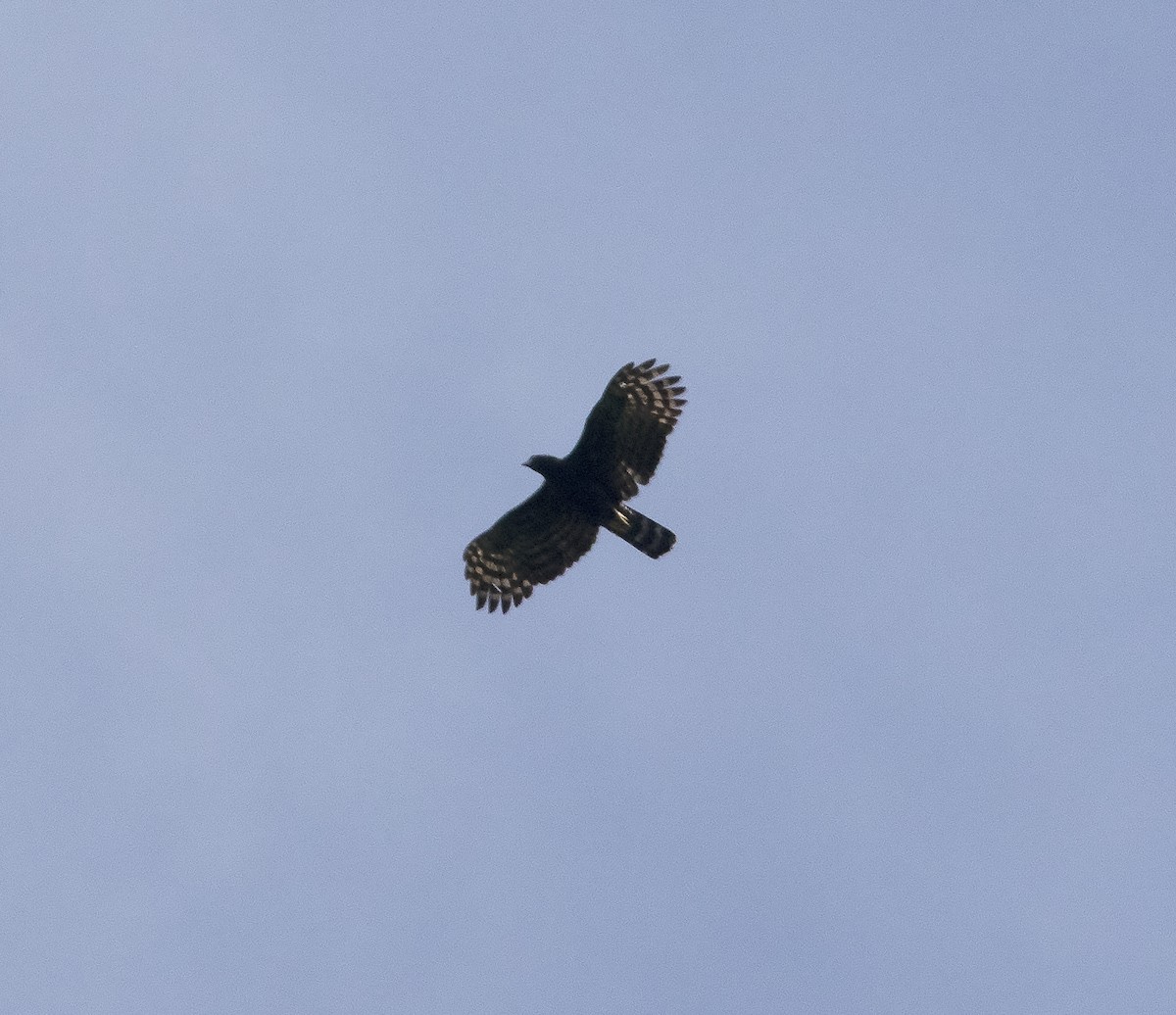 Black Hawk-Eagle - ML419579981