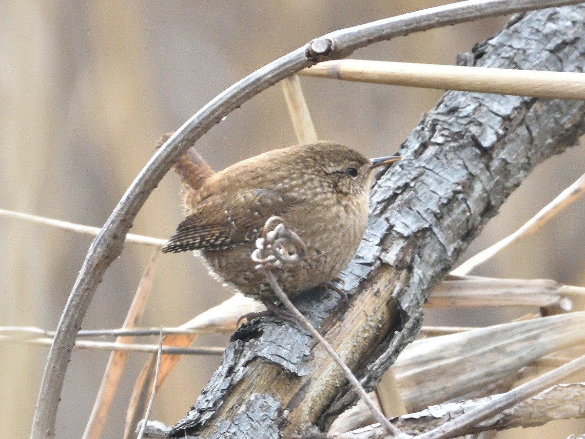 Winter Wren - ML419580991