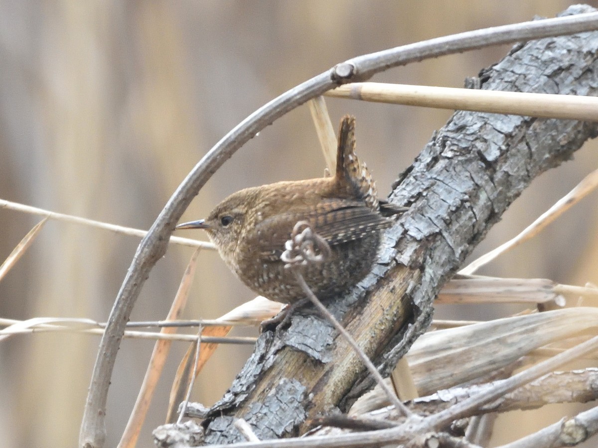 Winter Wren - ML419581091