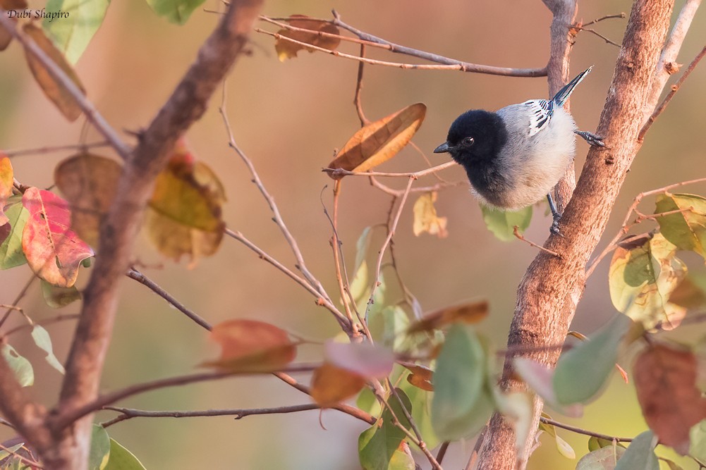 Rufous-bellied Tit (Cinnamon-breasted) - ML419581391