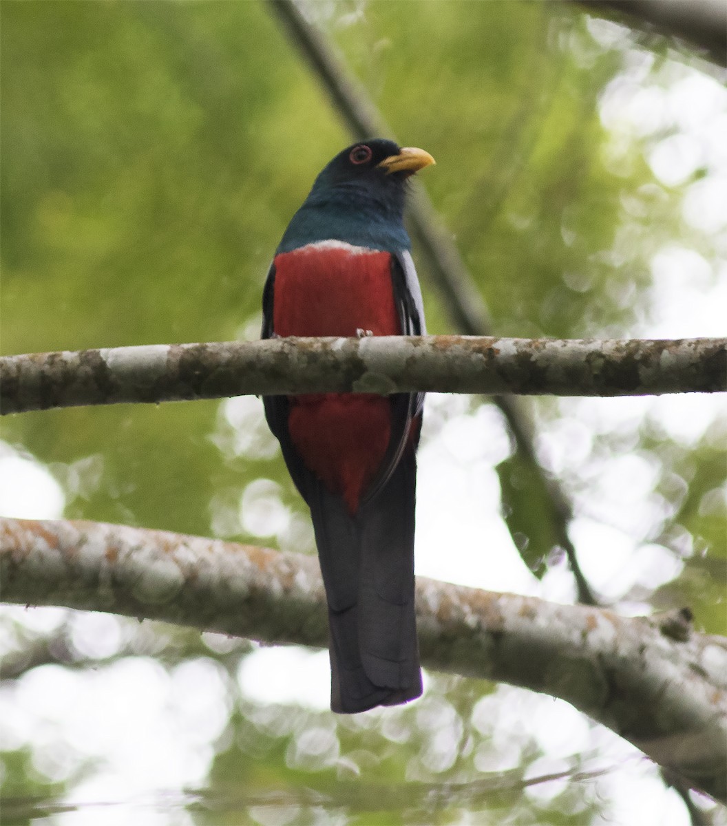 Trogon à queue noire - ML419581531