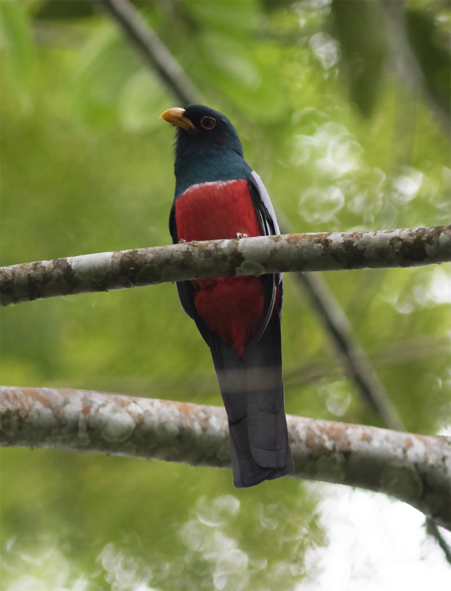 Trogon à queue noire - ML419581541