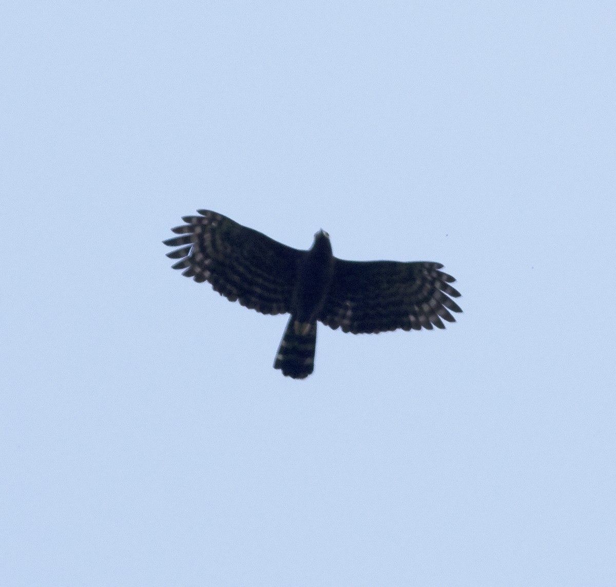 Black Hawk-Eagle - ML419582091