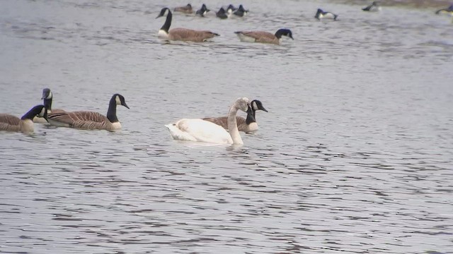 Trumpeter Swan - ML419582401