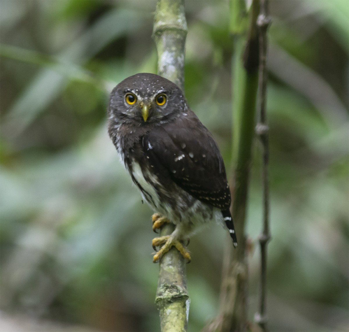 Cloud-forest Pygmy-Owl - ML419582421