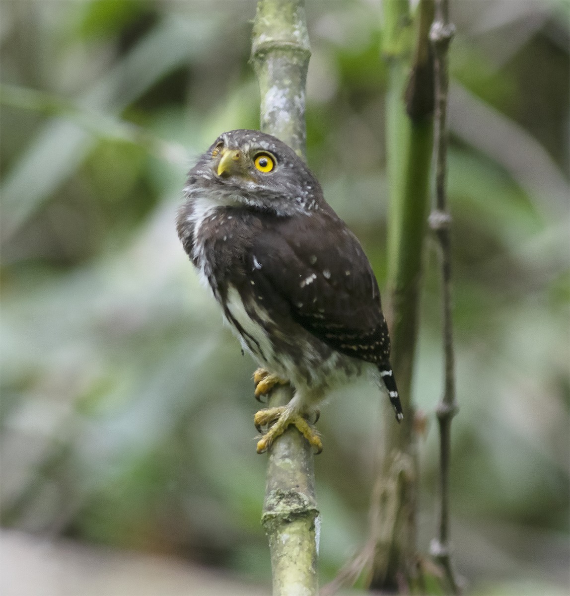 Cloud-forest Pygmy-Owl - ML419582531