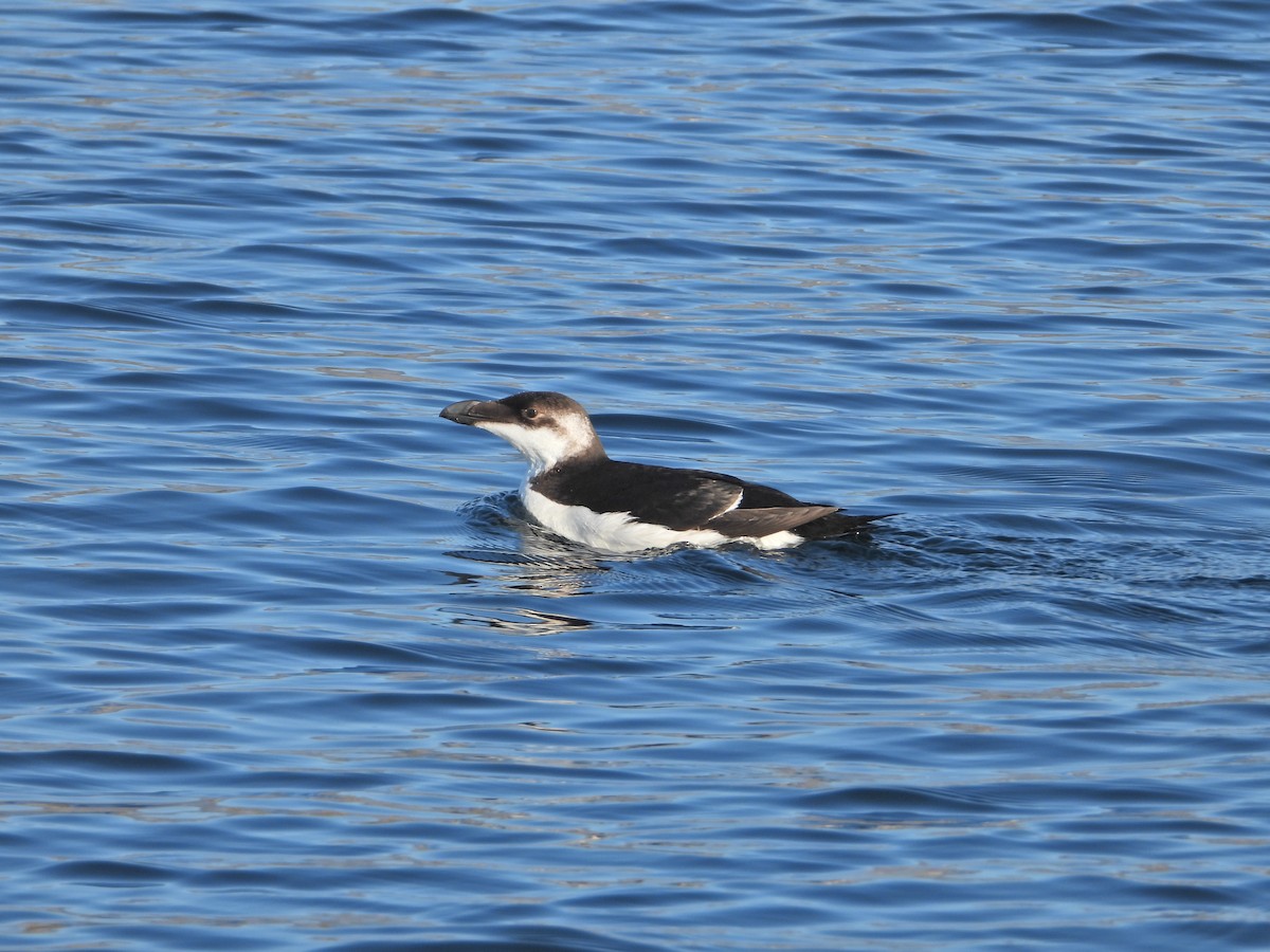 Razorbill - José Rivas