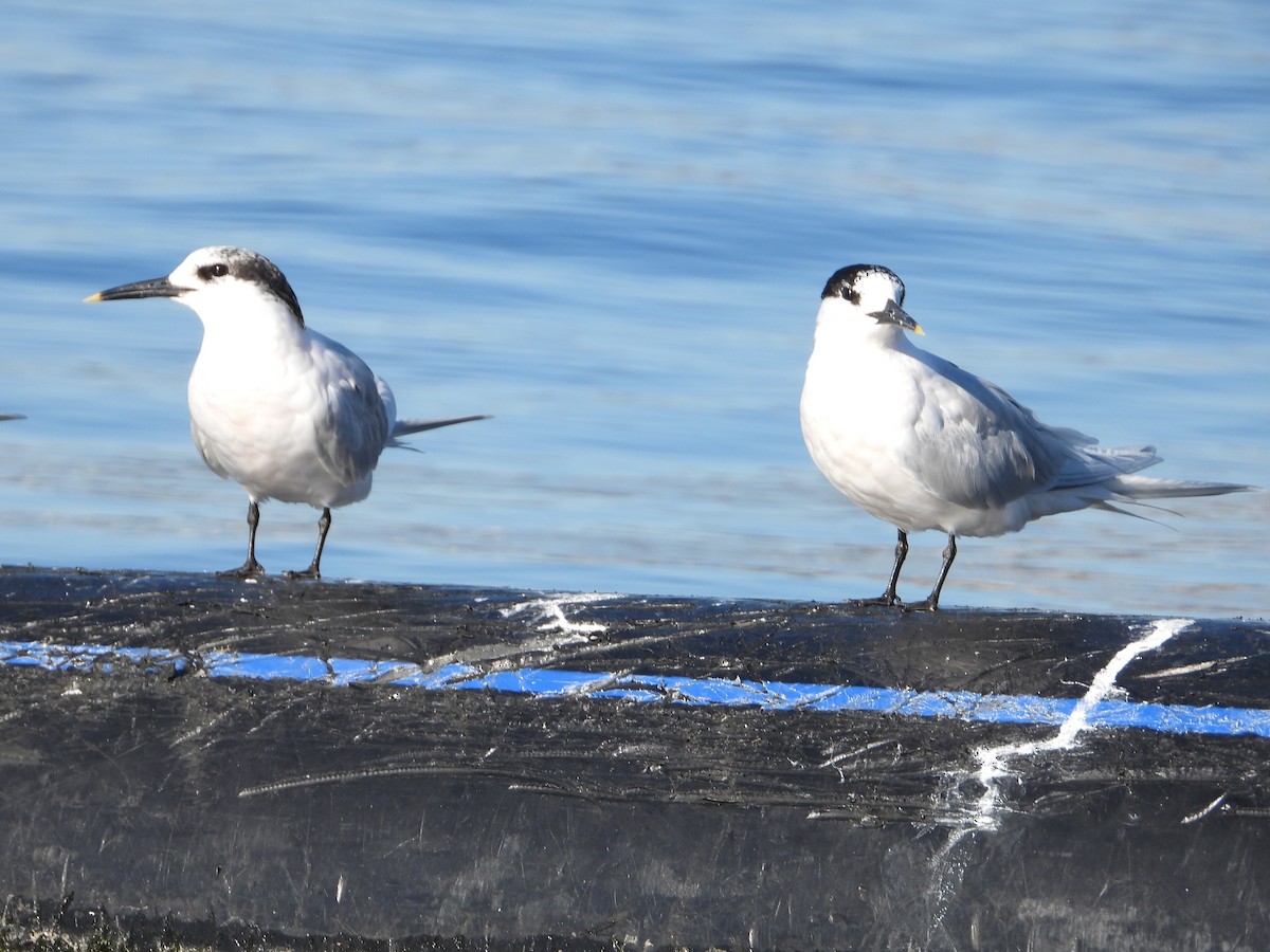 Sandwich Tern - José Rivas