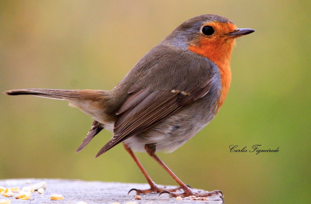 European Robin - Carlos Figueiredo