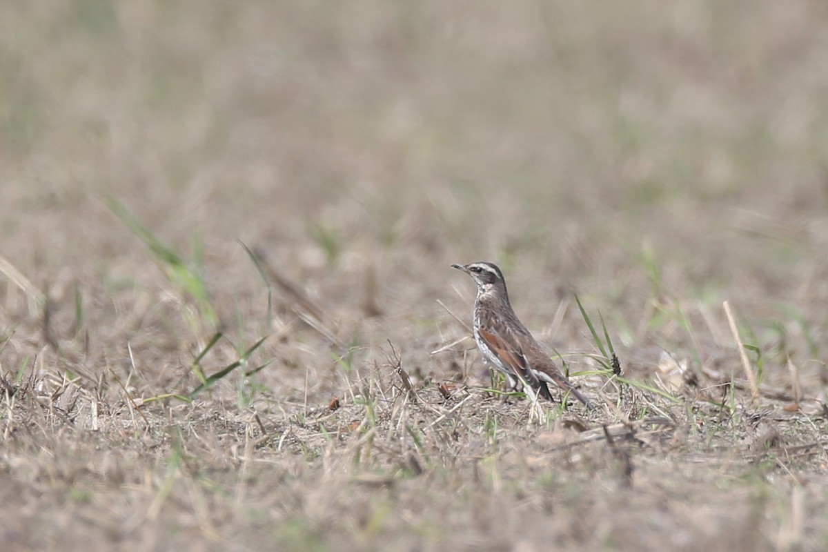 Dusky Thrush - ML41958801