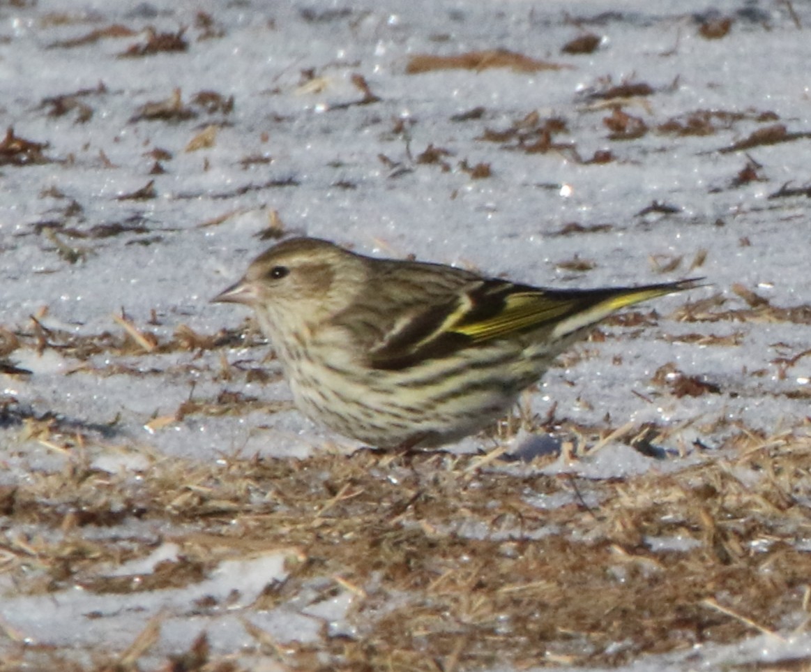 Pine Siskin - ML419588871