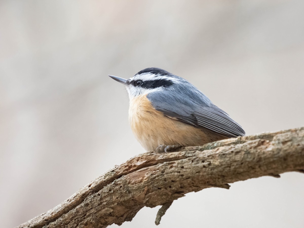 Red-breasted Nuthatch - ML419589331