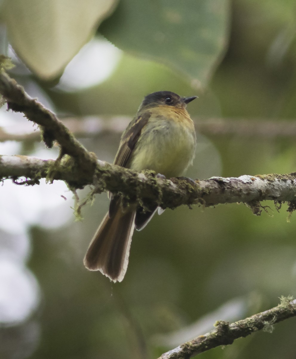 Rufous-breasted Flycatcher - ML419589861