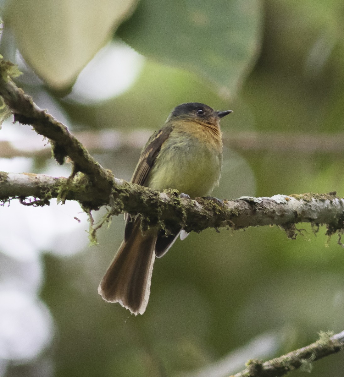 Rufous-breasted Flycatcher - ML419589931