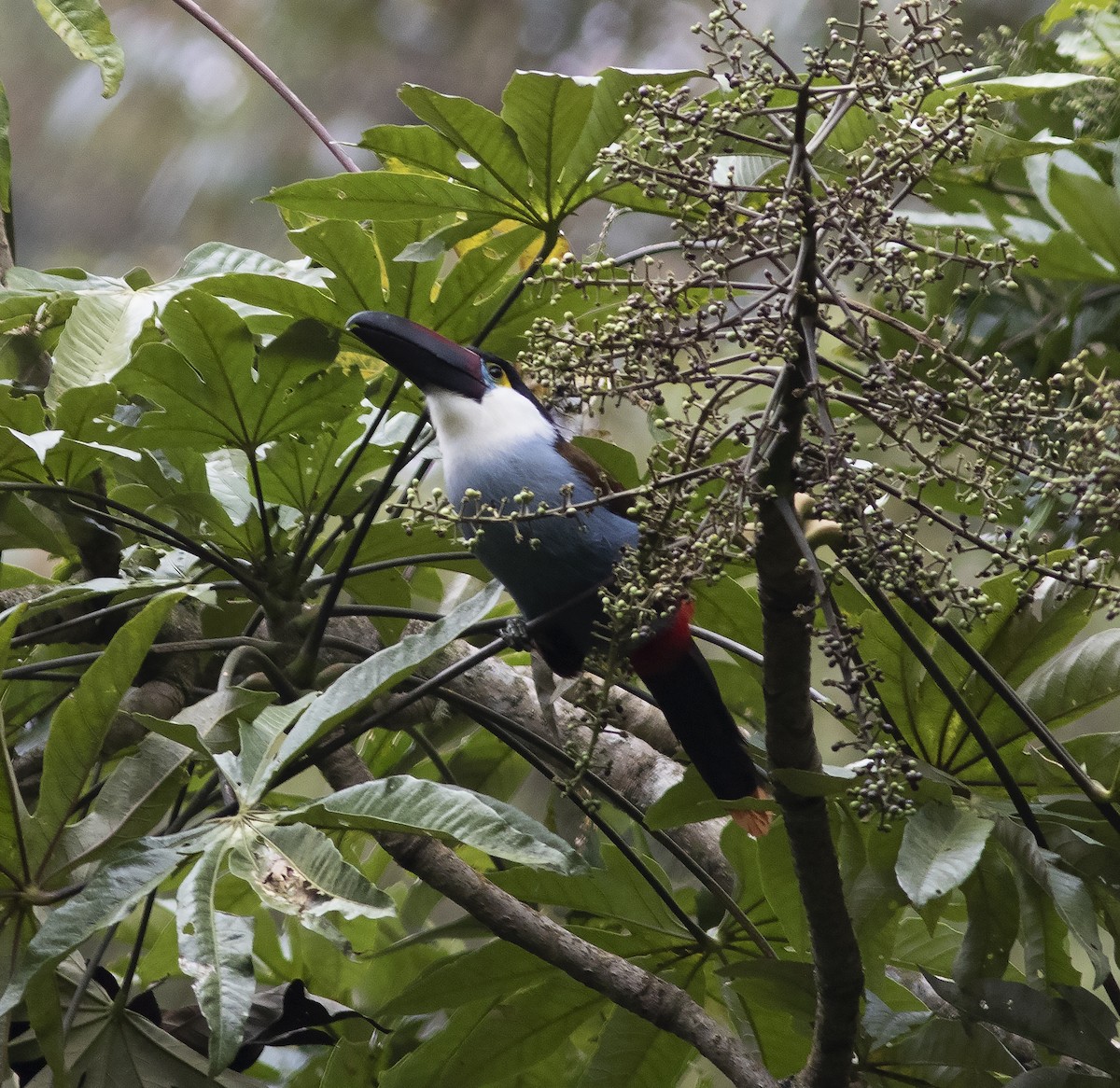 Black-billed Mountain-Toucan - Gary Rosenberg