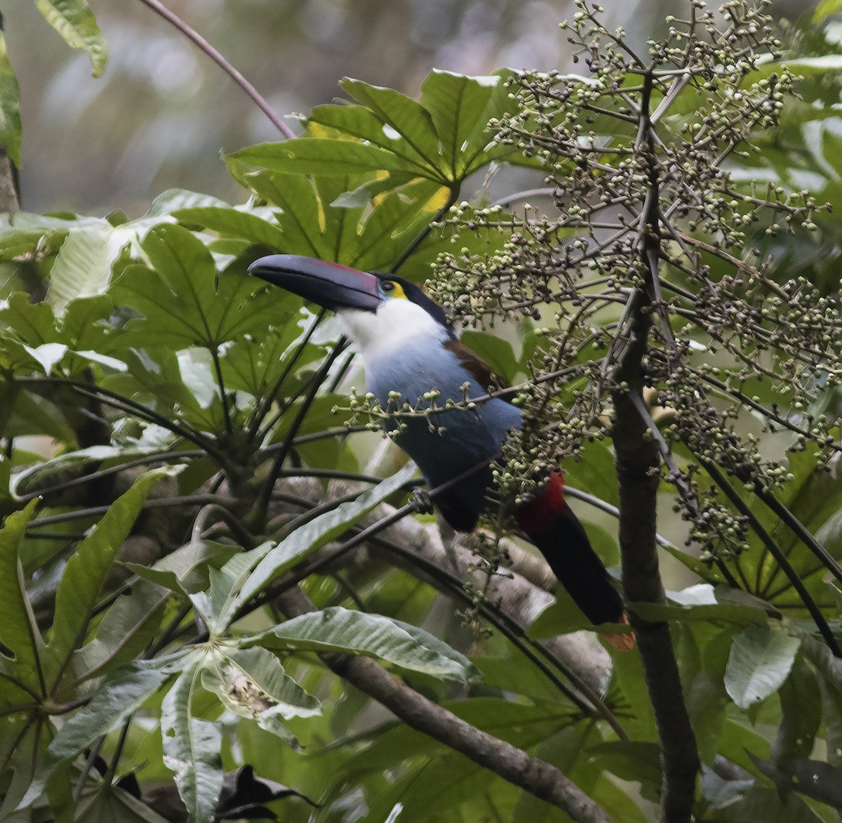 Black-billed Mountain-Toucan - Gary Rosenberg