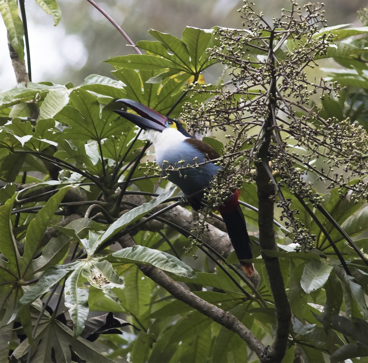 Black-billed Mountain-Toucan - Gary Rosenberg