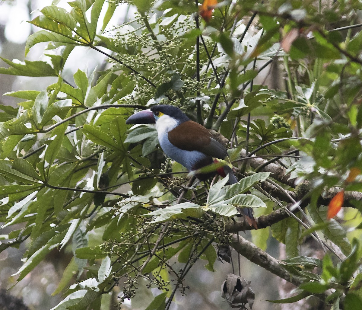 Black-billed Mountain-Toucan - Gary Rosenberg