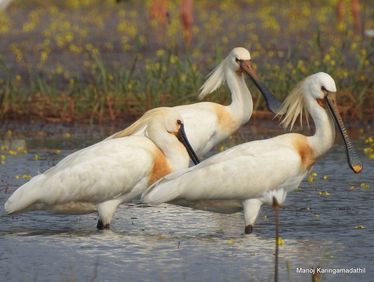 Eurasian Spoonbill - Manoj Karingamadathil