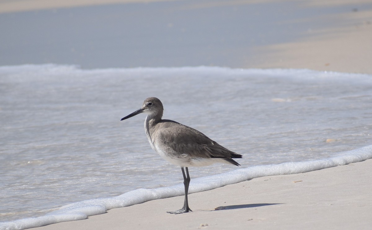 Willet - ML419591121