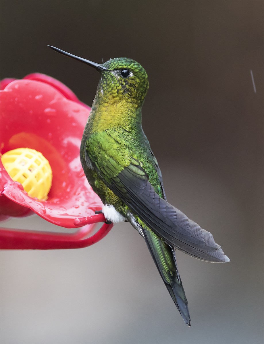 Golden-breasted Puffleg - ML419592261