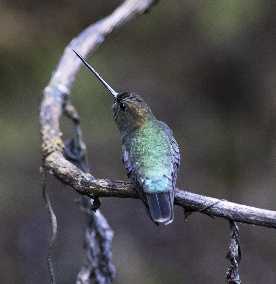 Green-fronted Lancebill - ML419593351