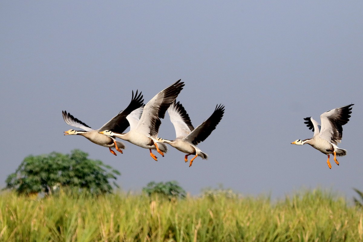 Bar-headed Goose - ML41959341