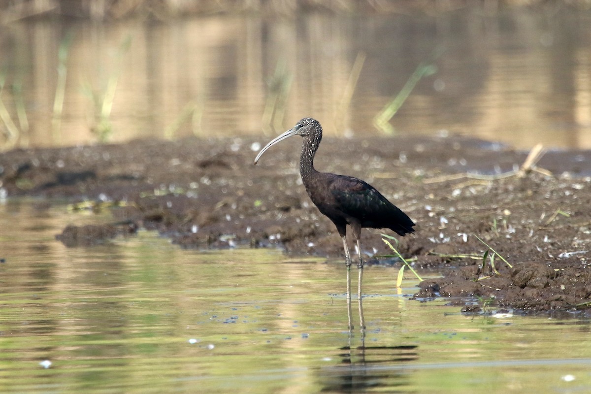 Glossy Ibis - ML41959391