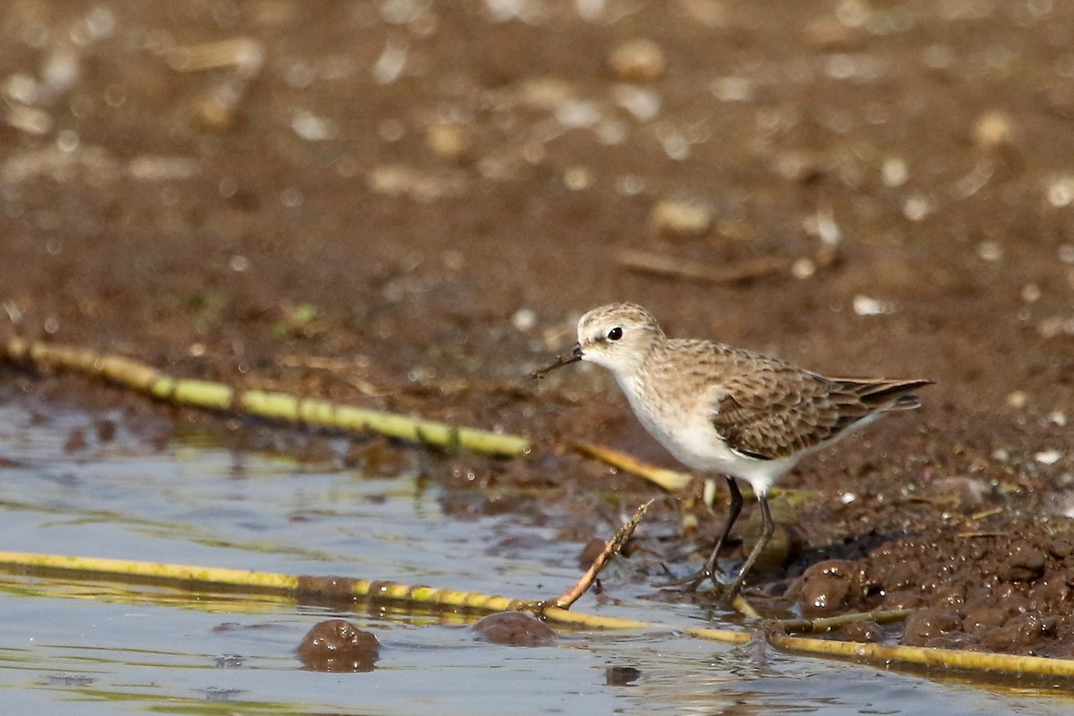 Little Stint - ML41959421