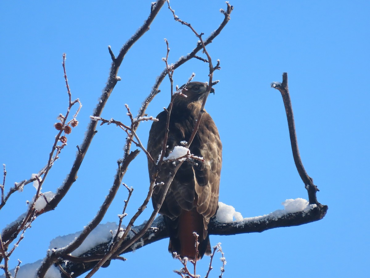 Red-tailed Hawk - ML419594701