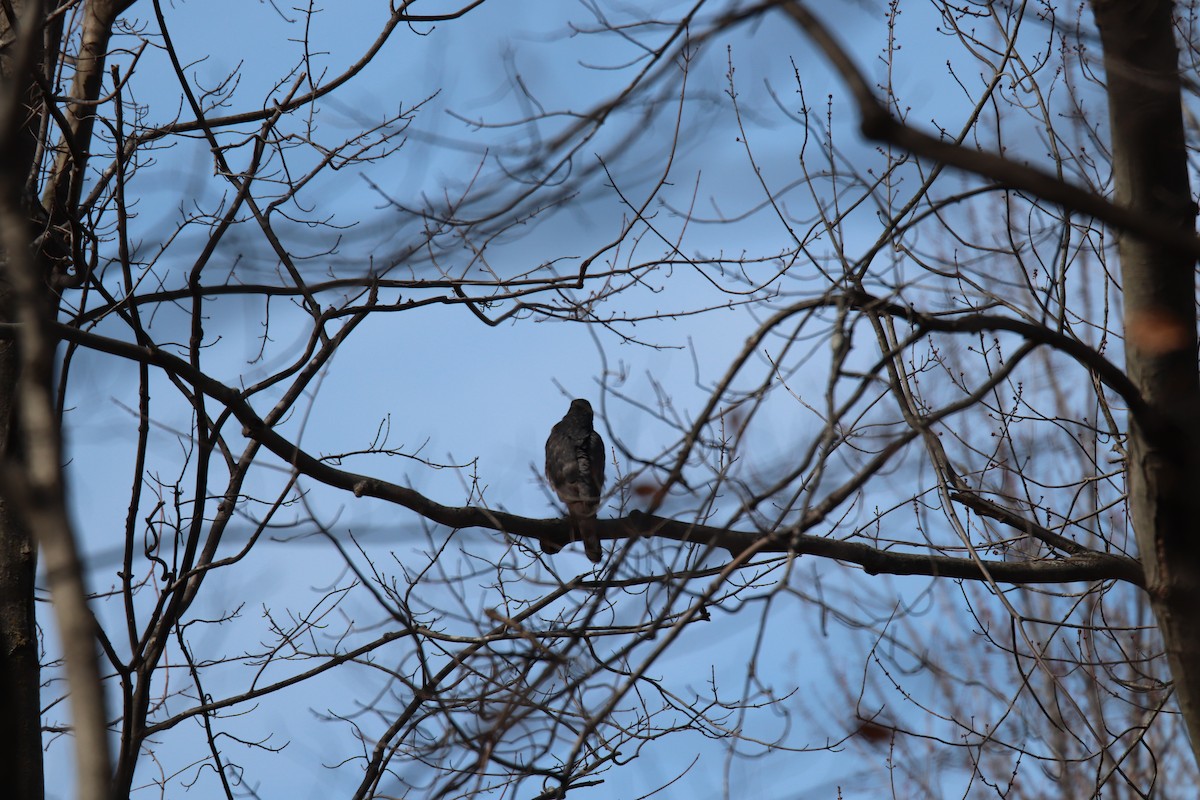 Sharp-shinned Hawk - ML419594831