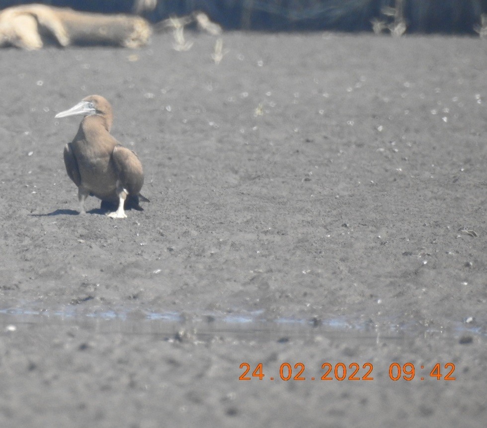 Brown Booby - ML419594951