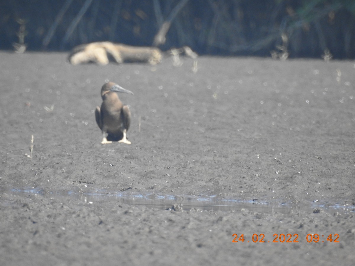 Brown Booby - ML419594971