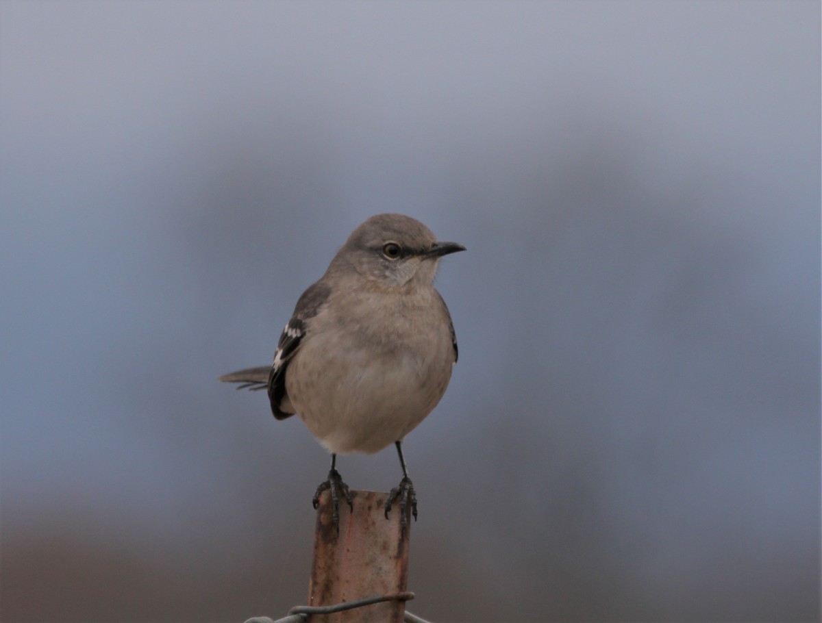 Northern Mockingbird - Ronald Goddard